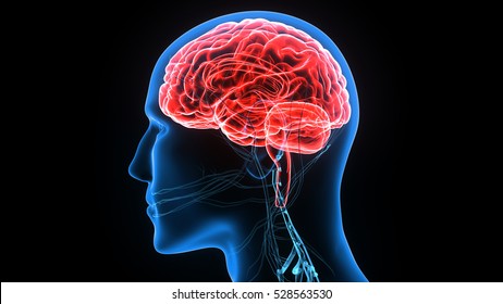 3d illustration Human body brain 