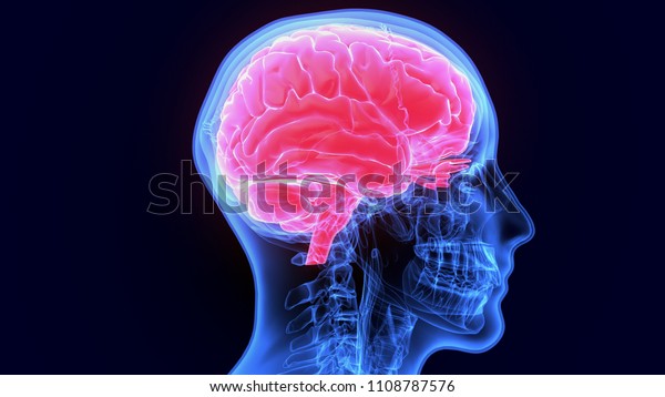 人体の脳解剖学の3dイラスト のイラスト素材 1108787576