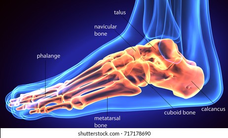 3d illustration of human body feet bone anatomy