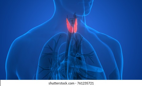 Throat Anatomy Images, Stock Photos & Vectors | Shutterstock