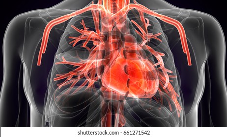3d Illustration Of Human Body Heart Anatomy