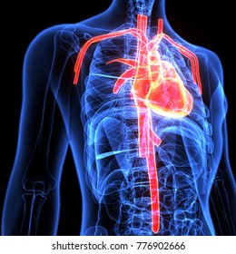 Similar Images, Stock Photos & Vectors of Human heart circulation In a