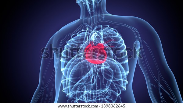 3d Illustration Human Body Heart Anatomy Stock Illustration 1398062645