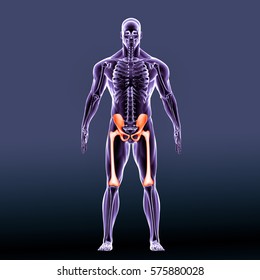 3d Illustration Human Body Legs Bons: ภาพประกอบสต็อก 575880028