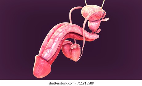 3d Illustration Human Body Male Reproductive: Stockillustration