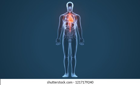 3d Illustration Of Human Body Organ(heart Anatomy)
