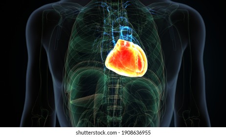 77,986 Human body organs 3d Images, Stock Photos & Vectors | Shutterstock