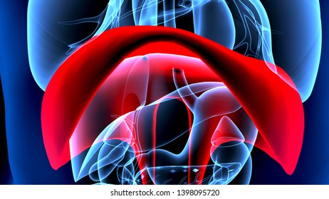 3d Illustration Human Body Organs Diaphragm Stock Illustration ...