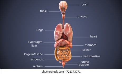 3d Illustration Human Body Organs Stock Illustration 721373071 