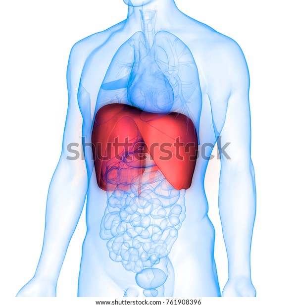 3d Illustration Human Body Organs Diaphragm Stock Illustration ...