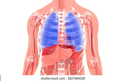 Muscles Chest Thorax Brisket Breast Bust Stock Vector (Royalty Free ...