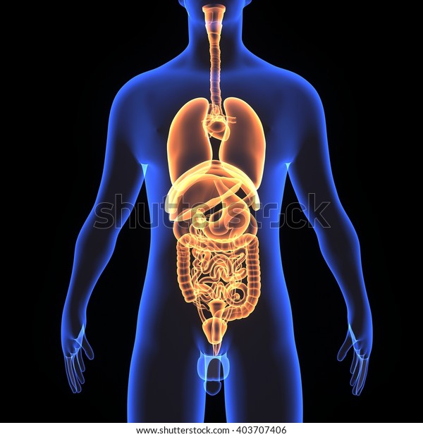 3d Illustration Human Bodydigestive System Stock Illustration 403707406 ...