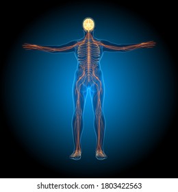 3d Illustration Human Brain Anatomy Stock Illustration 1803422563 Shutterstock 3d Illustration Human Brain Anatomy Stock Illustration 1803422563 Shutterstock