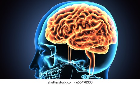 3d Illustration Human Brain Anatomy Stock Illustration 655498330 Shutterstock 3d Illustration Human Brain Anatomy Stock Illustration 655498330 Shutterstock