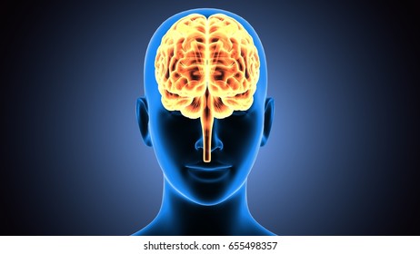 3d Illustration Human Brain Anatomy Stock Illustration 655498333 3d Illustration Human Brain Anatomy Stock Illustration 655498333