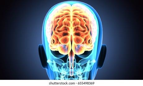 3d Illustration Human Brain Anatomy Stock Illustration 655498333 3d Illustration Human Brain Anatomy Stock Illustration 655498333