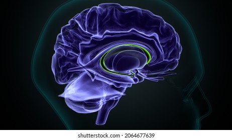 3d Illustration Of Human Brain Caudate Nucleus Anatomy.