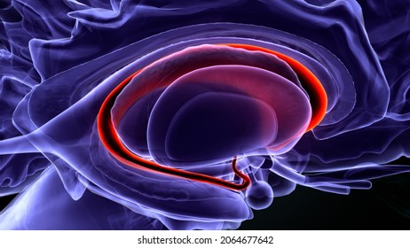 3d Illustration Of Human Brain Caudate Nucleus Anatomy.