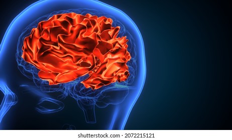 3d Illustration Of Human Brain Cerebral Hemisphere Anatomy.