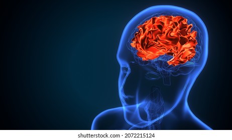 3d Illustration Of Human Brain Cerebral Hemisphere Anatomy.