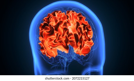 3d Illustration Of Human Brain Cerebral Hemisphere Anatomy.