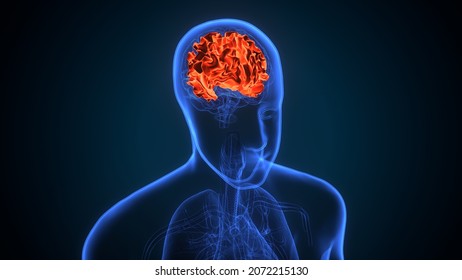 3d Illustration Of Human Brain Cerebral Hemisphere Anatomy.