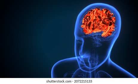 3d Illustration Of Human Brain Cerebral Hemisphere Anatomy.