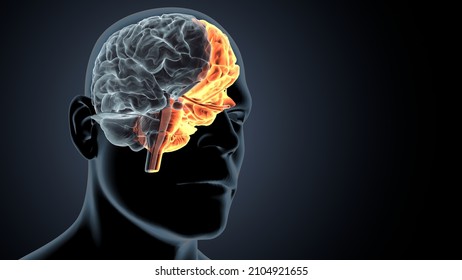 3d Illustration Of Human Brain Cerebral Hemisphere Anatomy.
