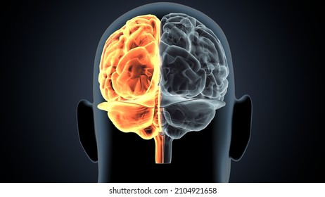 3d Illustration Of Human Brain Cerebral Hemisphere Anatomy.
