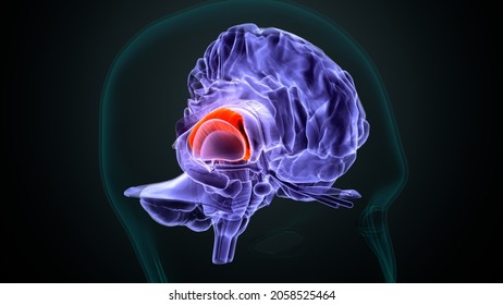 3d Illustration Of Human Brain Choroid Plexus Anatomy.