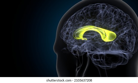 3d illustration of human brain corpus callous anatomy

