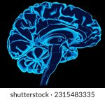 a 3D illustration of a human brain cross-section glowing in dark background