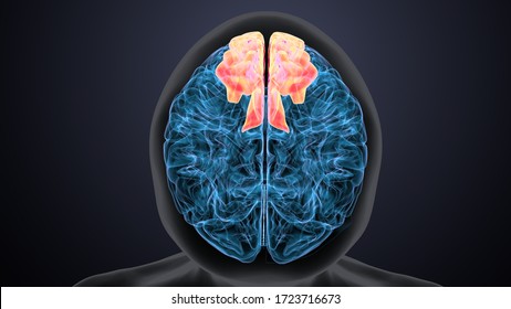 3D Illustration Human Brain Inner Parts Anatomy For Medical Concept
