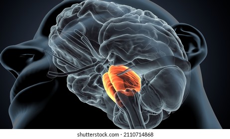 3d Illustration Of Human Brain Medulla Oblongata Anatomy.
