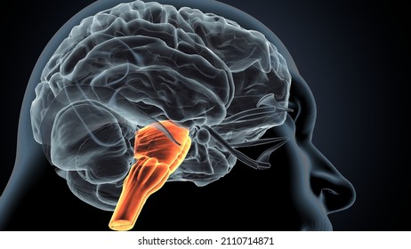 3d Illustration Of Human Brain Medulla Oblongata Anatomy.
