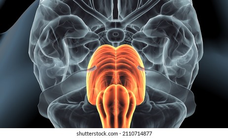 3d Illustration Of Human Brain Medulla Oblongata Anatomy.
