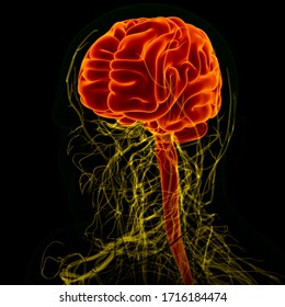 3d Illustration Human Brain Nervous System Stock Illustration ...