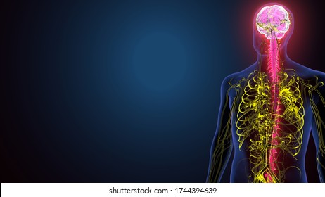 3d illustration of Human brain nervous system medical illustration diagram with parasympathetic and sympathetic nerves
