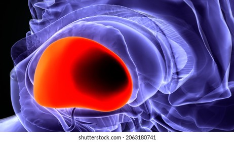 3d Illustration Of Human Brain Putamen Anatomy.