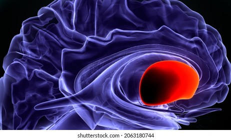 3d Illustration Of Human Brain Putamen Anatomy.