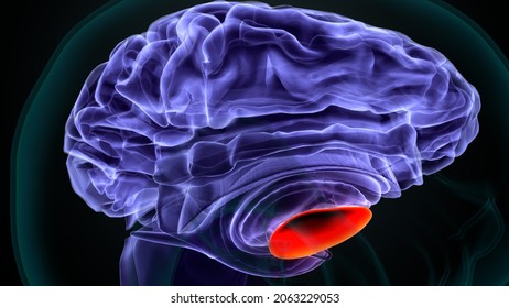 3d Illustration Of Human  Brain Putamen Anatomy.