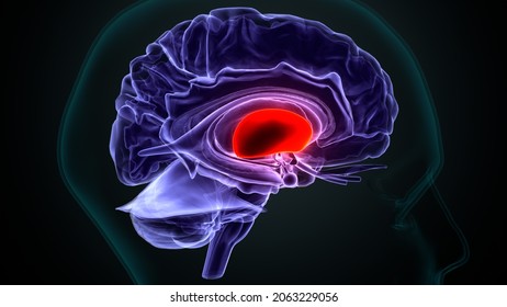 3d Illustration Of Human  Brain Putamen Anatomy.