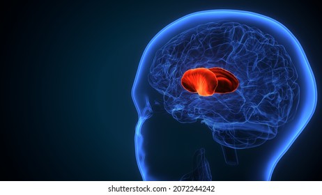 3d Illustration Of Human Brain Putamen Anatomy.