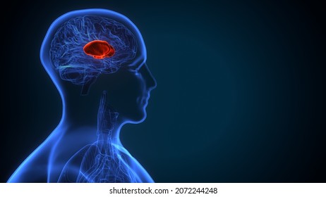 3d Illustration Of Human Brain Putamen Anatomy.