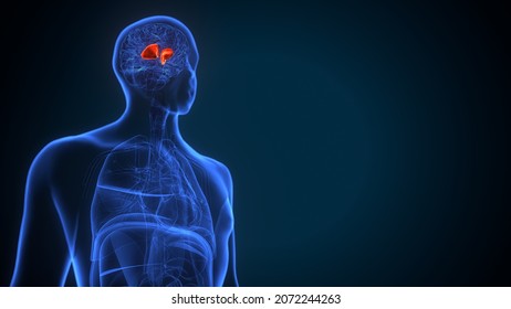 3d Illustration Of Human Brain Putamen Anatomy.