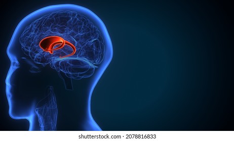 3d Illustration Of Human Brain Septum Of Telencephalon Anatomy