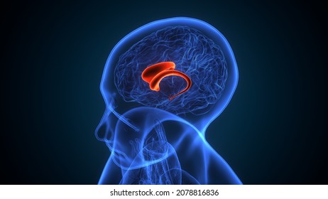 3d Illustration Of Human Brain Septum Of Telencephalon Anatomy