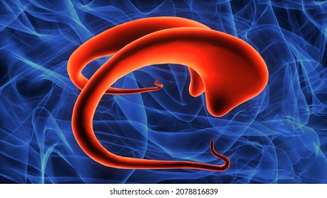 3d Illustration Of Human Brain Septum Of Telencephalon Anatomy