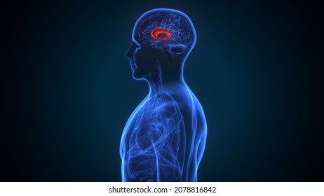 3d Illustration Of Human Brain Septum Of Telencephalon Anatomy