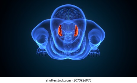 3d Illustration Of Human Brain Thalamus Anatomy. 